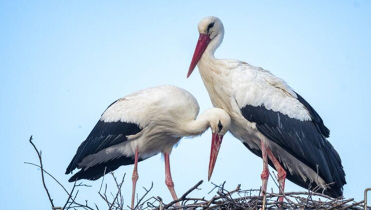 Yaren leyleğin 2 yavrusu yumurtadan çıktı